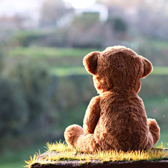 Teddy bear sat on grass looking out