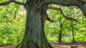 In-person Day Retreat: Natural Roots to Mindfulness